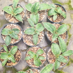 Сансевиерия RAFFA