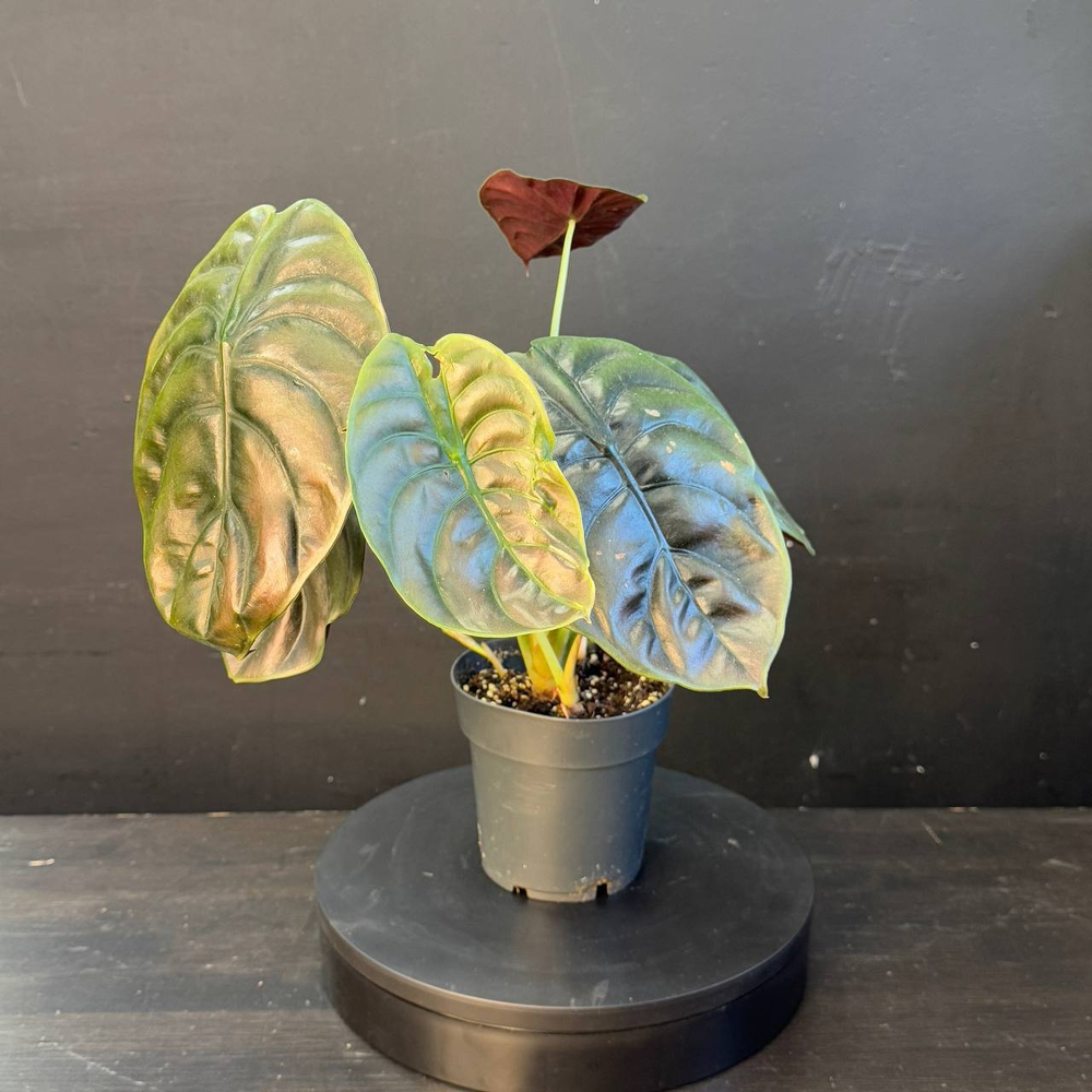 Алоказия (Alocasia)