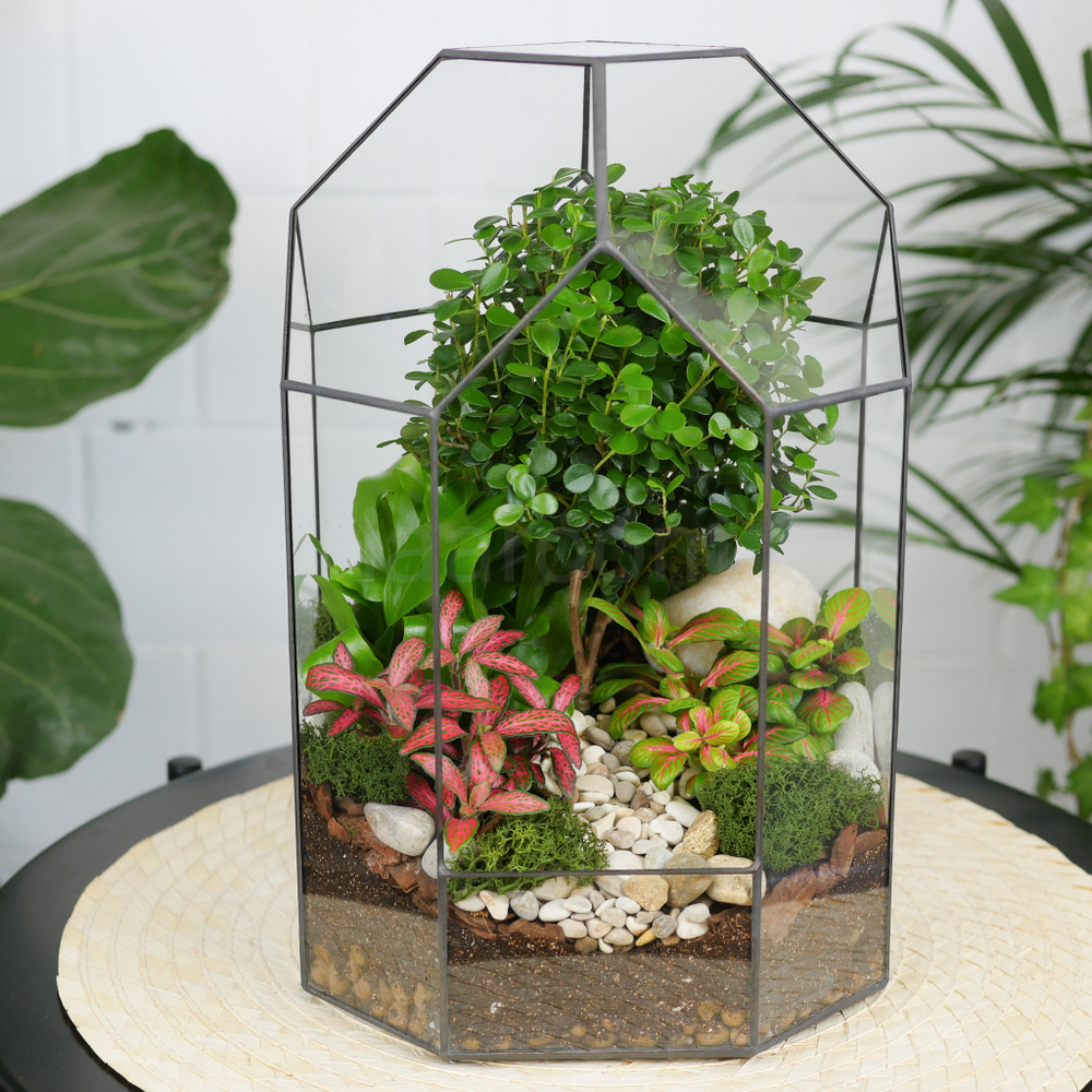 Готовый флорариум бонсай Мирсина Бонсариум