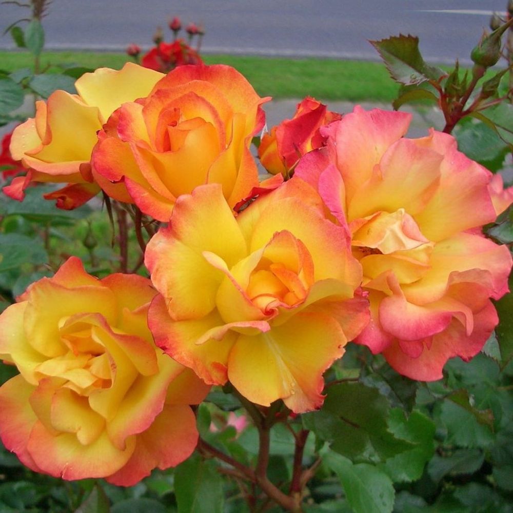 Роза шраб Бонанза
