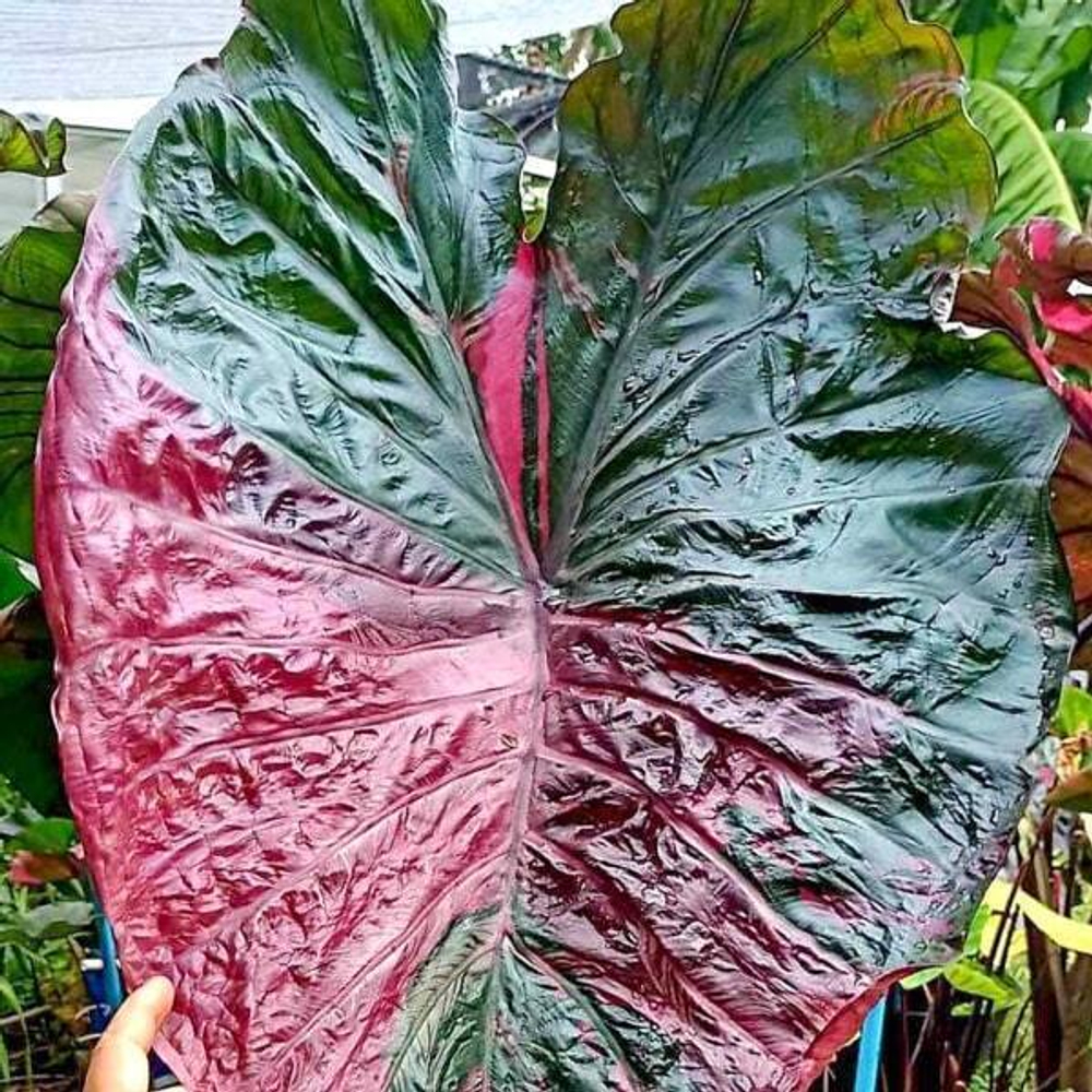 Колоказия CELEBRITY PINK