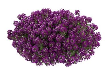 2406 Алиссум STREAM PURPLE (ВЕСНА 2025)