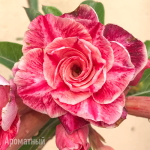 Адениум 105-PINK DREAM