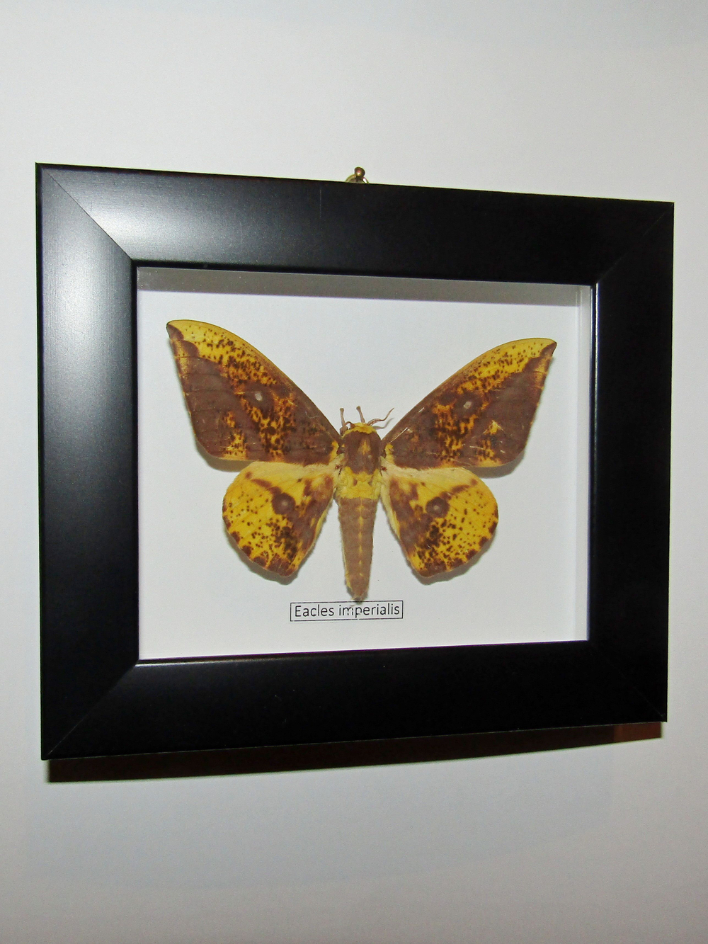 Сатурния Eacles imperialis в рамке
