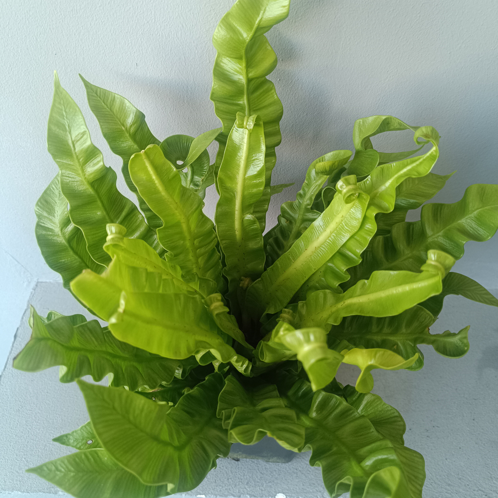 Асплениум Антикум Осака