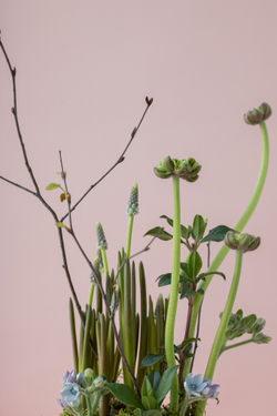 Первоцветы и ранункулюсы в стеклянной вазе