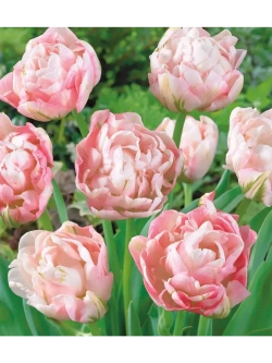 Тюльпаны пионовидные,луковицы 12+ FINOLA бело-розовые (3 шт)