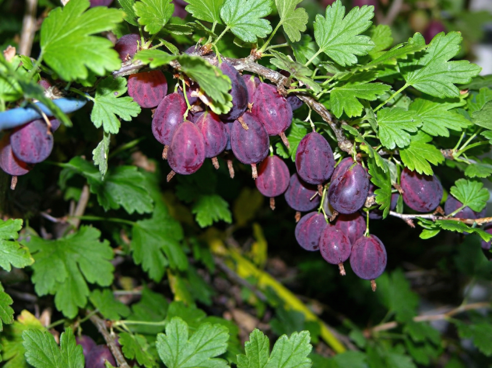 Крыжовник Грушенька