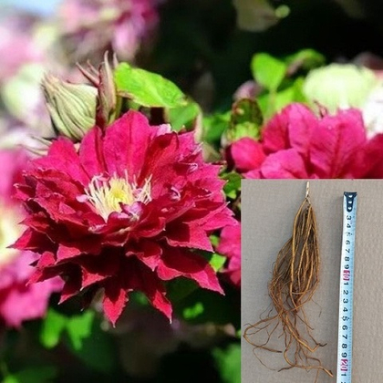 Клематис Акафудзи крупноцветковый махровый