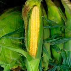 Кукуруза сахарная (Краснодар) / 1 початок Кукуруза сахарная (Краснодар) / 1 початок