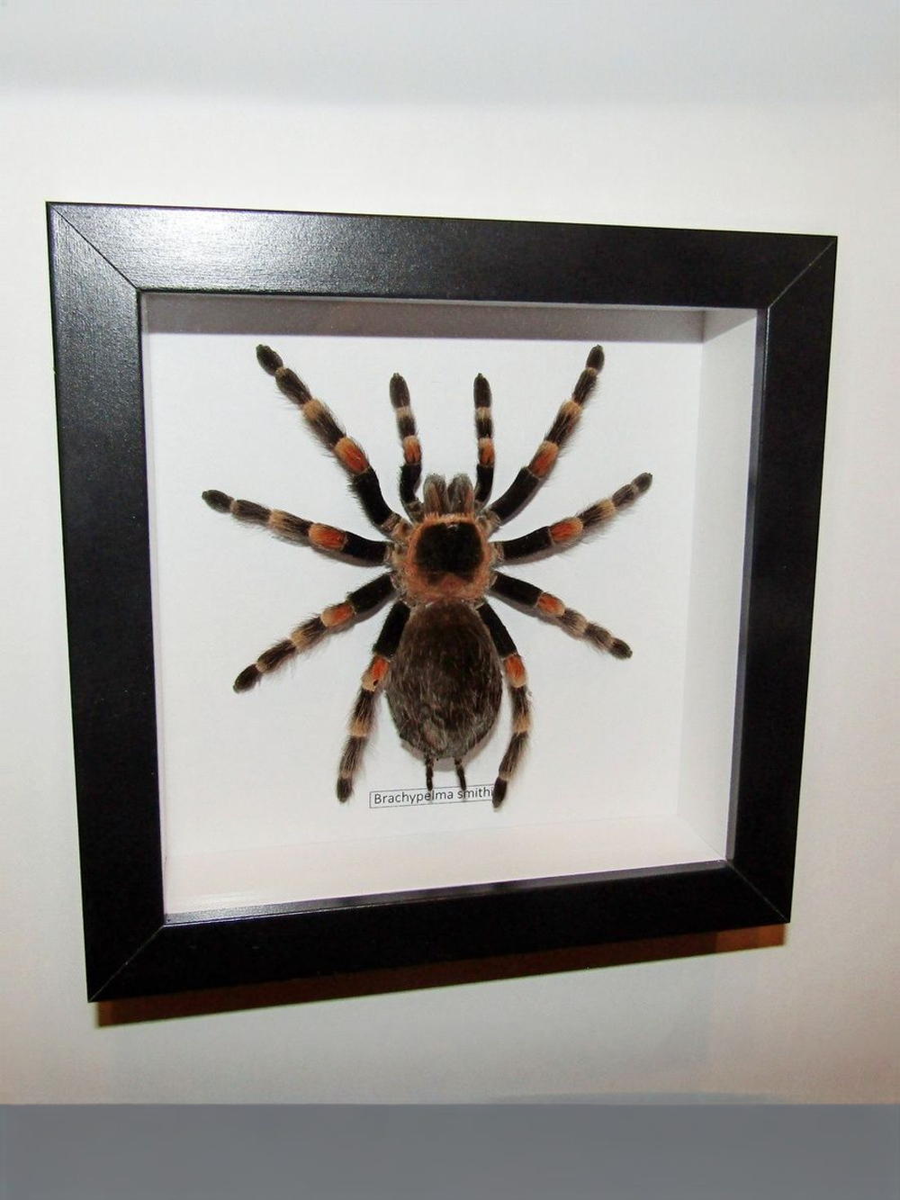 Паук-Птицеяд Brachypelma smithi