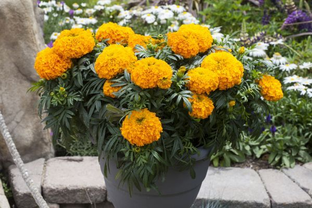 Бархатцы прямост. Биг Топ Оранж (100шт) Витагрин Профи