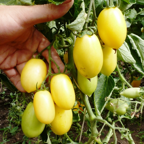 Помидоры — Cream Sausage