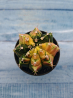 Gymnocalycium Variegata (Гимнокалициум Вариегатный)