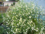 Болтония астровидная "Snowbank". Boltonia asteroides "Snowbank".
