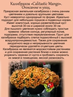 Калибрахоа Идеальный манго ампельная