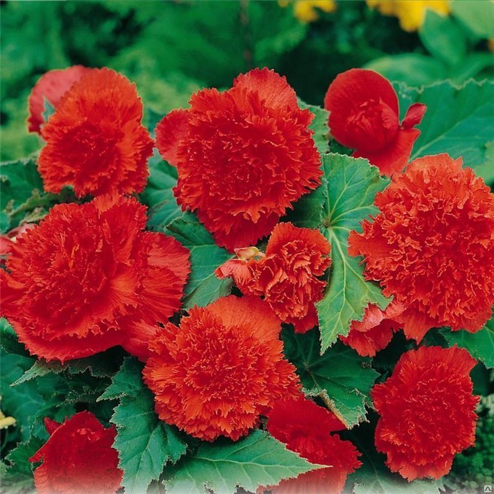 Бегония Фибриата Скарлет