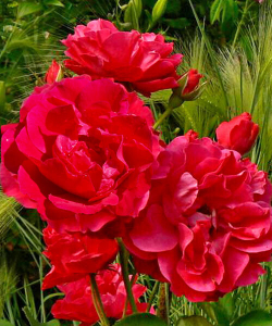 Роз канадскаяа Морден Аморетт С4 Закупка М43 июнь 2026