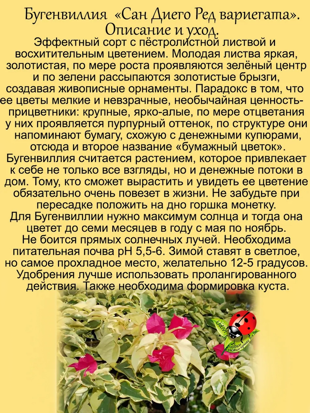 Бугенвиллия Сан Диего Ред вариегата