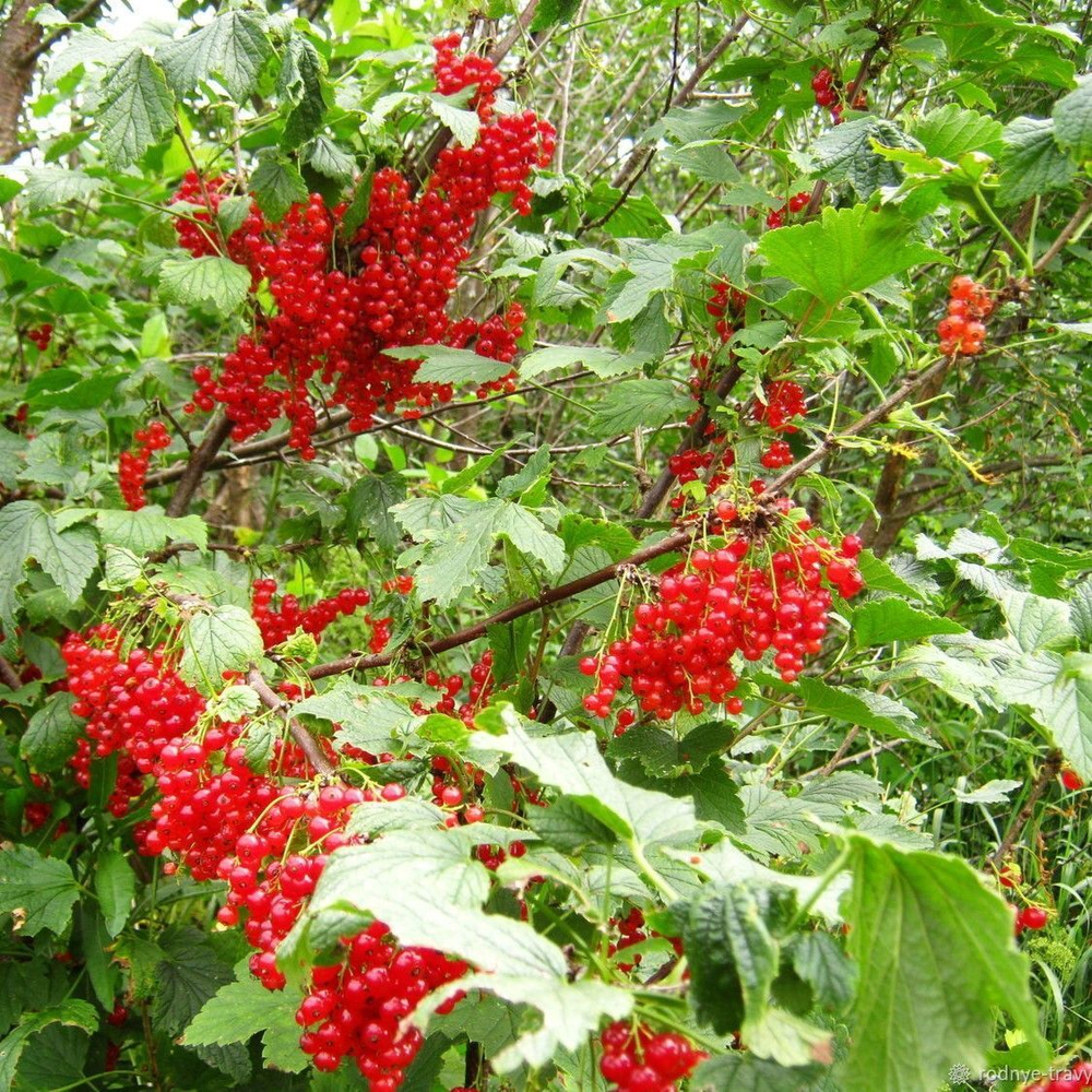 Смородина красная Дарница, саженец ОКС