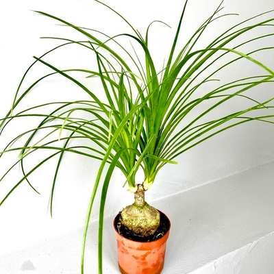 Нолина 1 лук 11/45