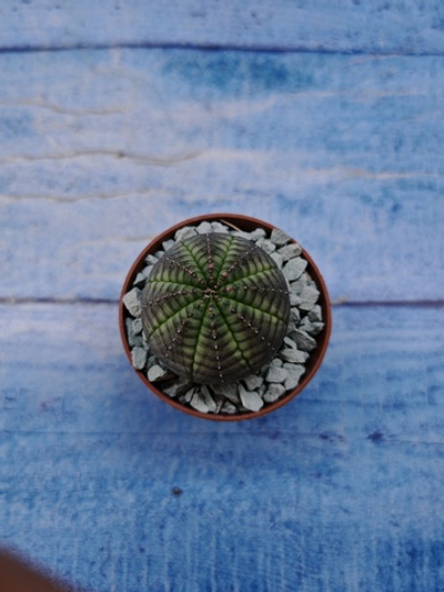 Euphorbia Obesa (Эуфорбия)