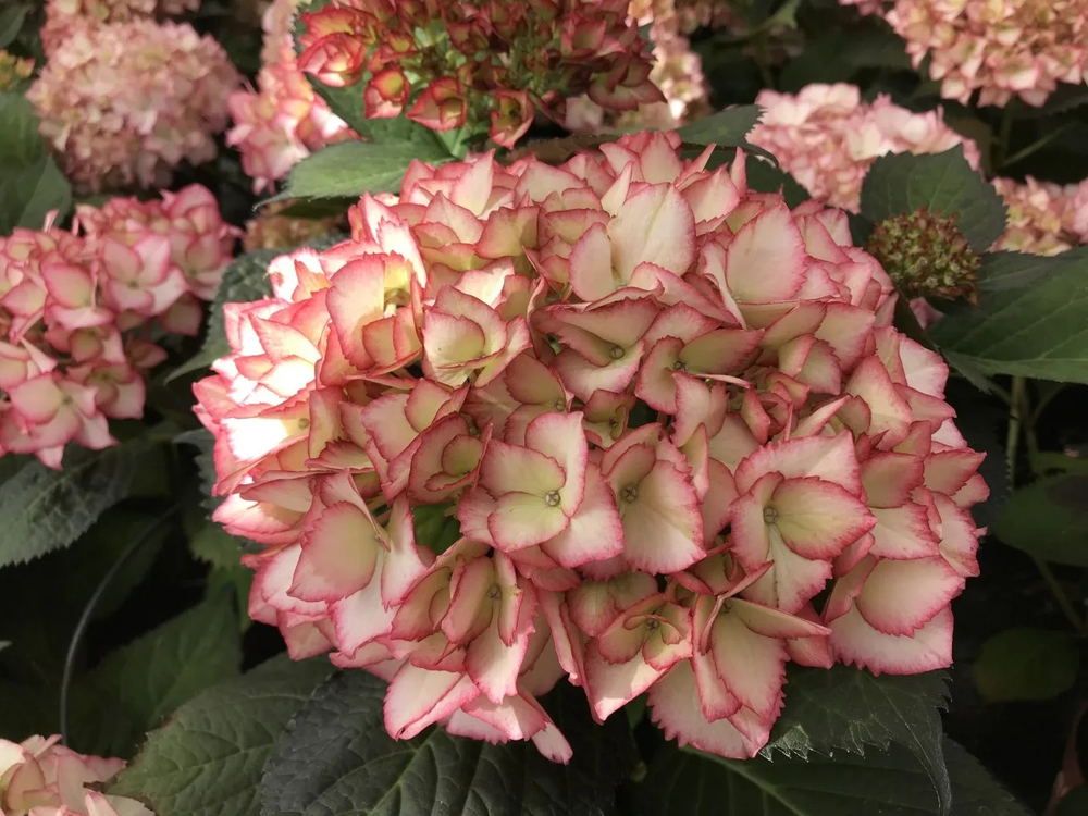 Samba Fire/Самба Файер (Стандарт поставки Р9)2025г.