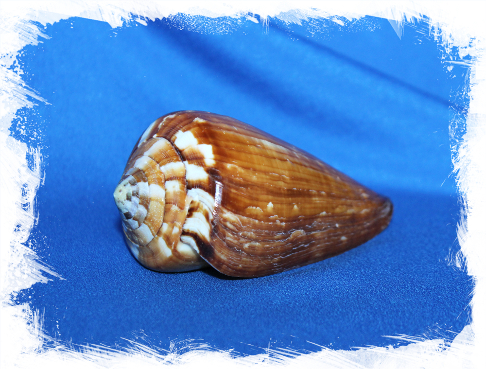 Ракушка Конус Вексиллум, Conus vexillum