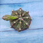 Gymnocalycium Friedrichii (Гимнокалициум)