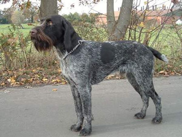 Немецкий дратхаар (немецкая жесткошерстная легавая) Немецкий дратхаар (немецкая жесткошерстная легавая)