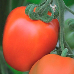 Бенито F1 семена томата детерминантного (Bejo / Бейо)