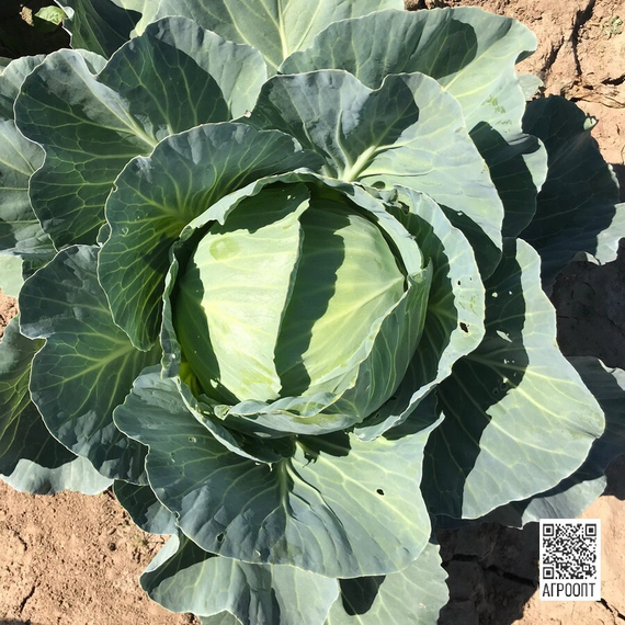 Топма F1 семена капусты белокочанной (Rijk Zwaan / Райк Цваан) в поле – фото 7