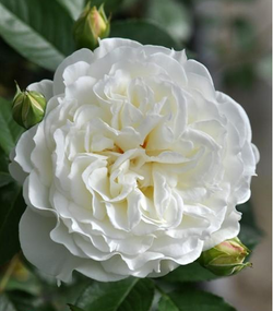 Сур ла Нейдж (Sur la Neige)