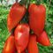 КОРНАБЕЛЬ F1 семена томата купить