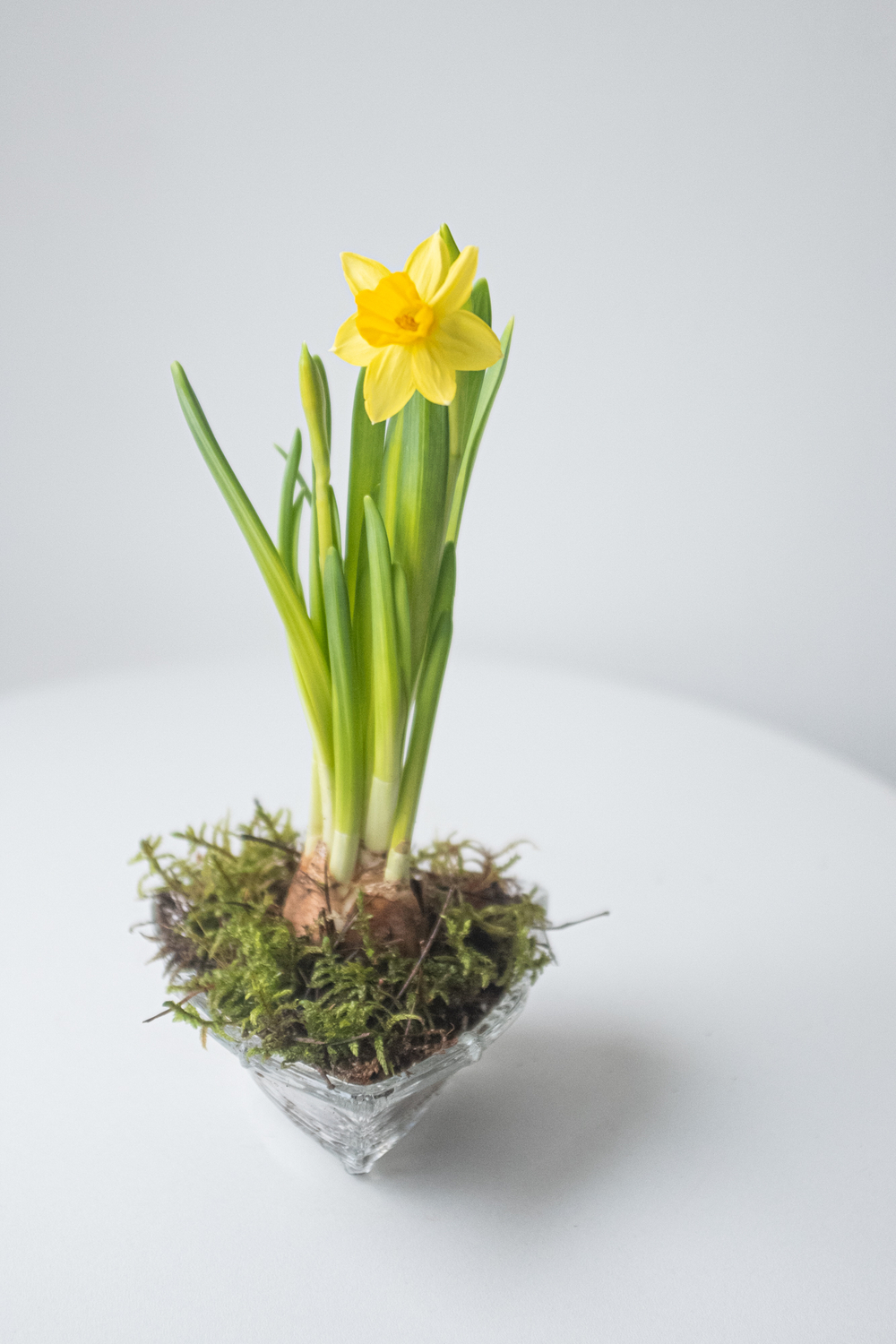 Серия Винтаж. Первоцветы в хрустале S