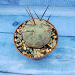 Tephrocactus Geometricus (Тефрокактус)
