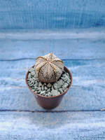 Astrophytum Asterias "Super Kabuto" (Астрофитум)