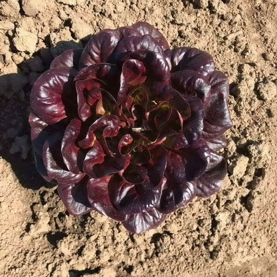 Барлах семена салата дуболистного (Rijk Zwaan / Райк Цваан) плод