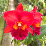 Орхидея ринхолелиокаттлея RLC. NAKORNCHAISRI RED