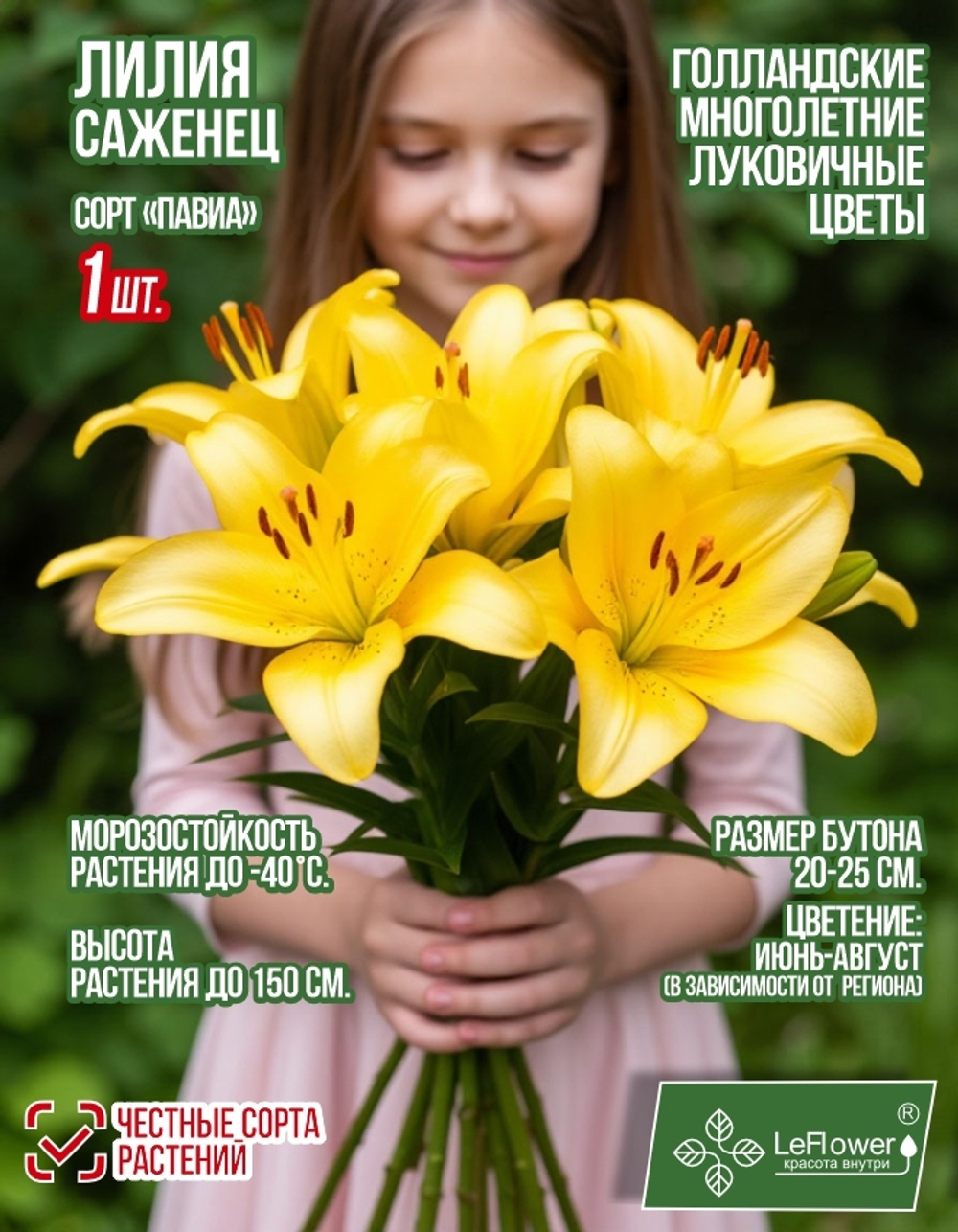 Лилия Саженец, Павиа, 1 шт