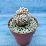 Astrophytum Asterias "Super Kabuto" (Астрофитум)