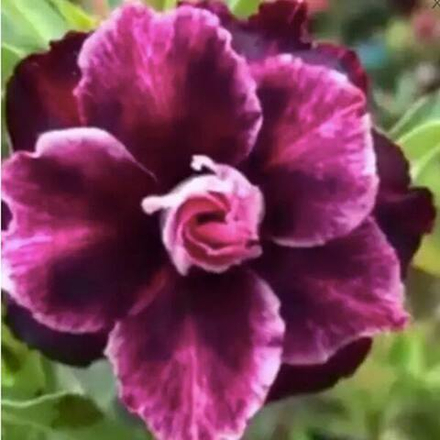 Адениум обесум 300 Mộng Thuý Hoa