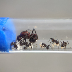 Муравьи Myrmicaria brunnea (Мирмикариа брунеа)