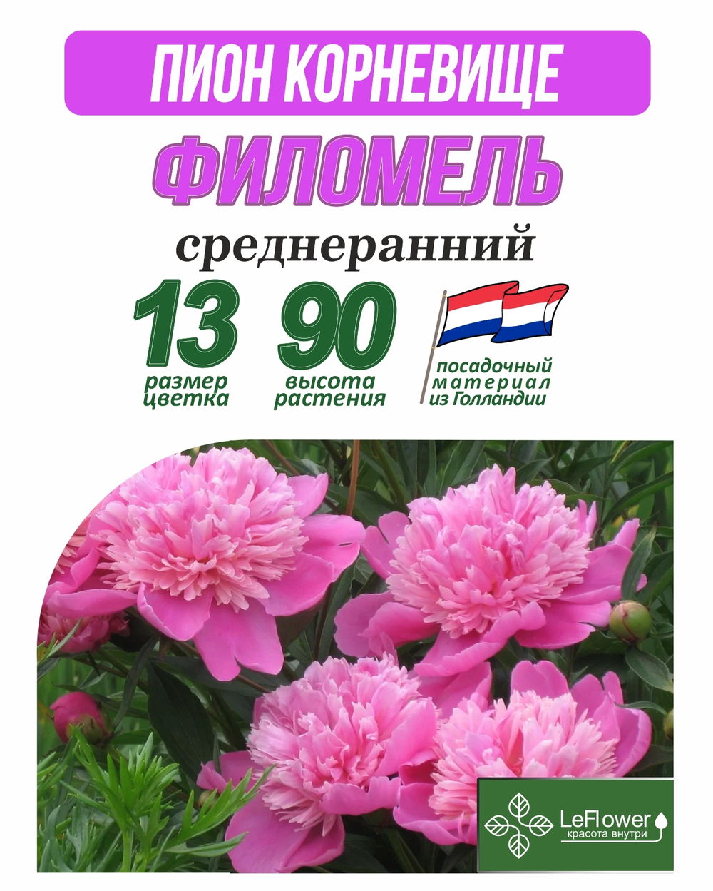 Пион Корневище, Филомель