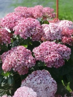 Гортензия древовидная Кандибелле Баблгам