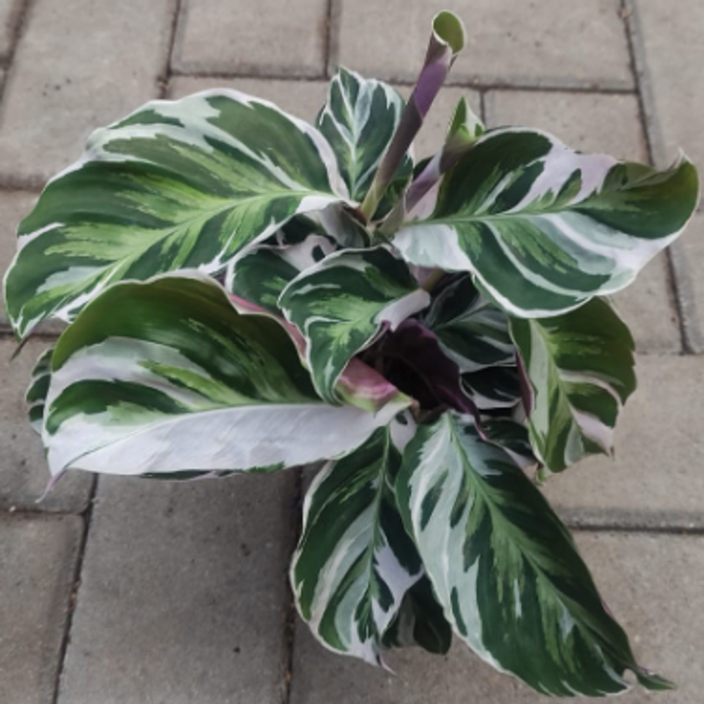 Калатея Макоя, диаметр 14 см