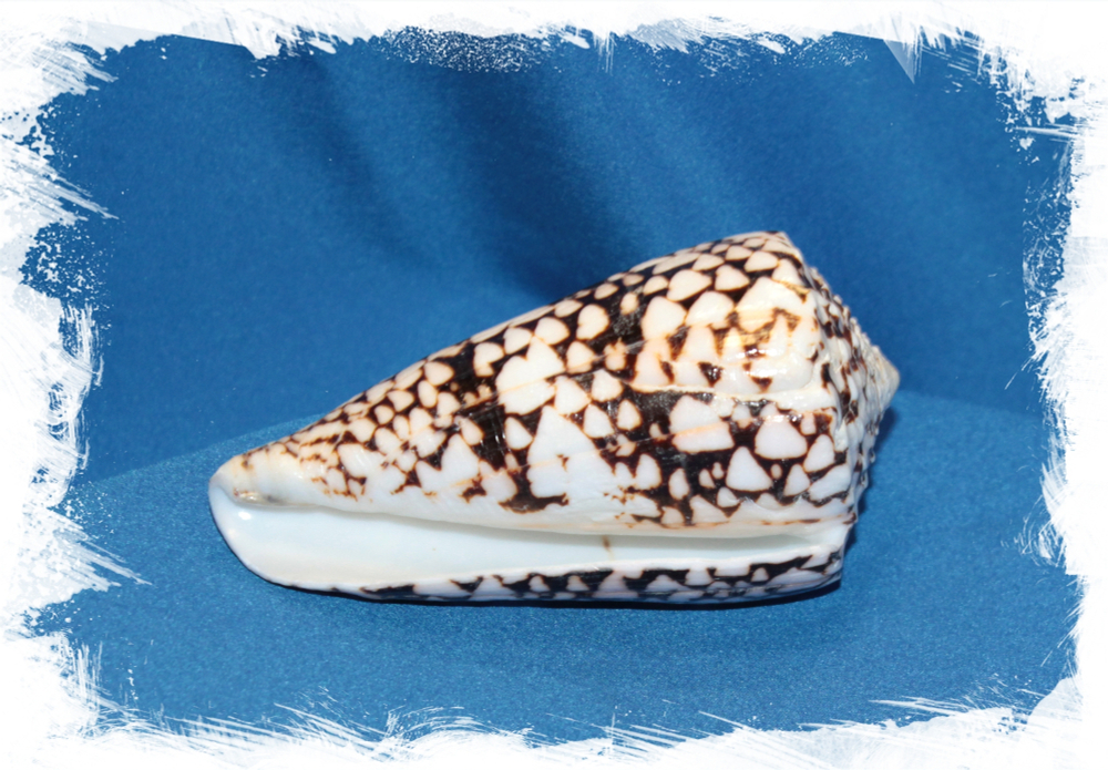 Мраморный конус, 10-12см, 1шт