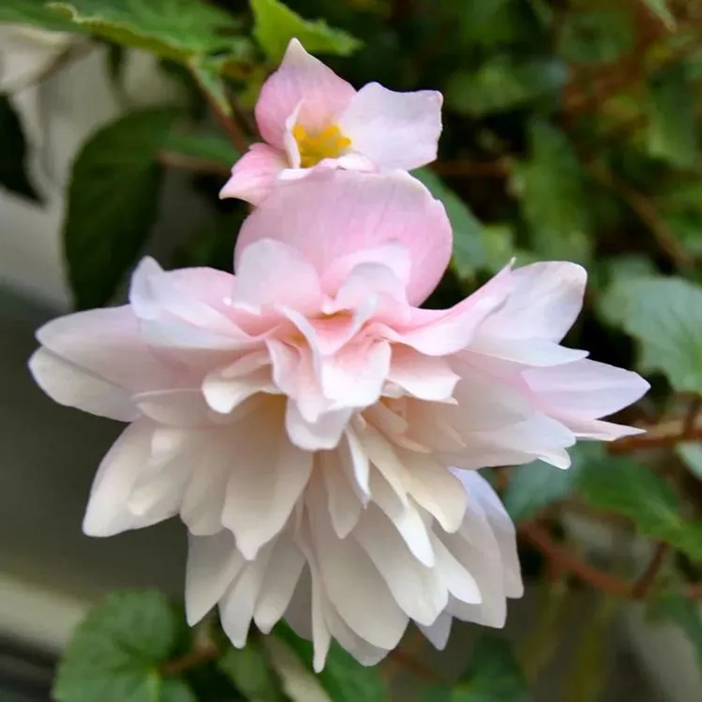 Бегония ампельная Belleconia Apricot Blush