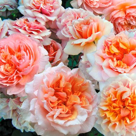 Версайни (Versigny)