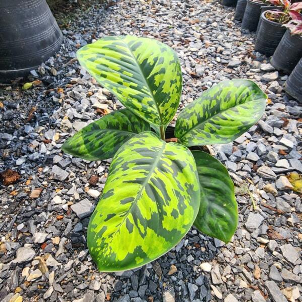 Хомаломена CAMOUFLAGE
